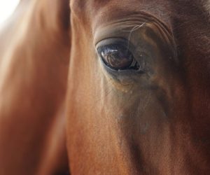 Diamond J Ranch - Withdrawn Horse