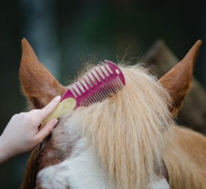 Diamond J Ranch Horse Grooming