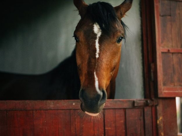 BLOG1=HorseBoarding