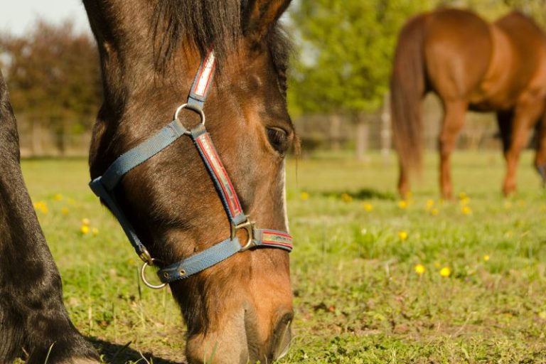 Diamond J Ranch Feeding Management