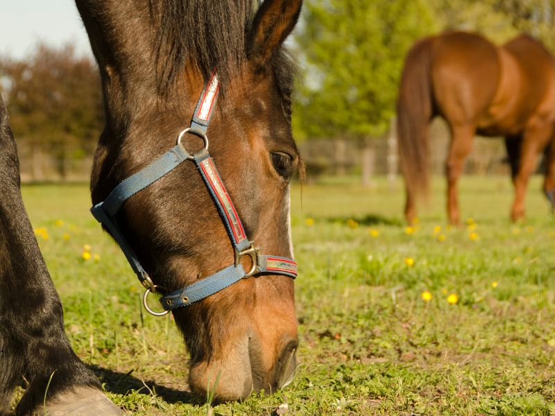 Diamond J Ranch Feeding Management Diamond J Ranch Feeding Management
