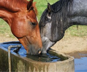 Diamond J Ranch Waterers