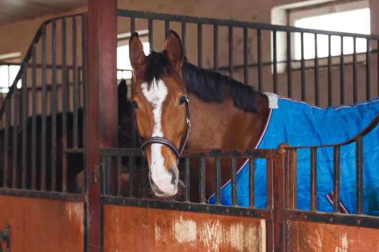 Diamond J Ranch Blanketed Horse
