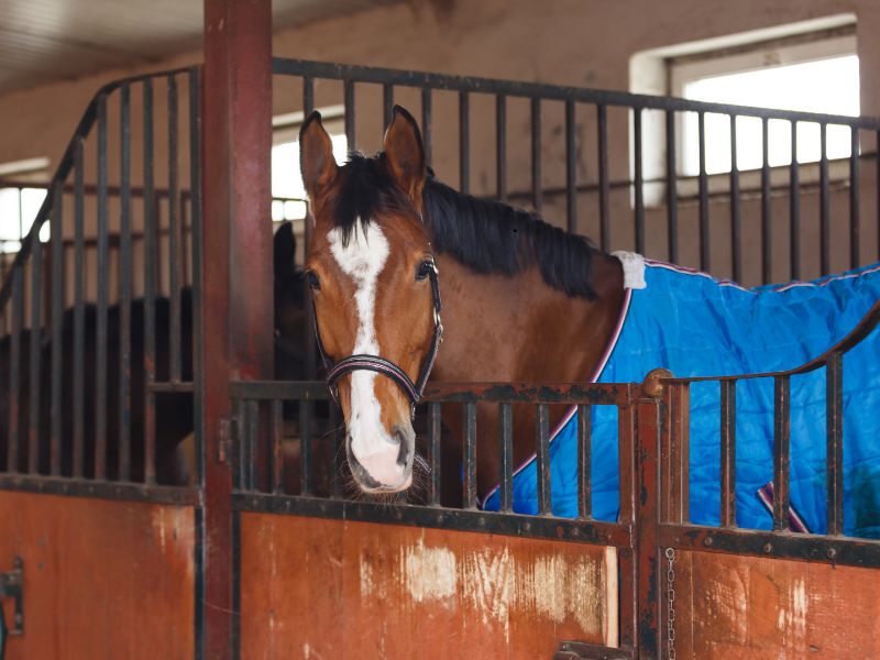 Diamond J Ranch Blanketed Horse Diamond J Ranch Blanketed Horse