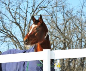 Diamond J Ranch Happy & Healthy Horse