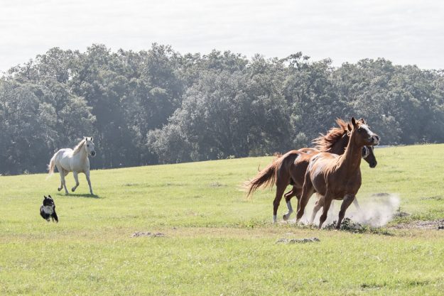 diamond-j-ranch-web-5027