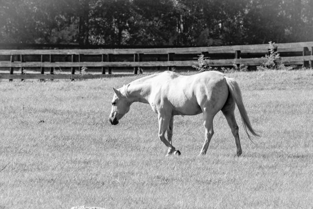 diamond-j-ranch-web-5036